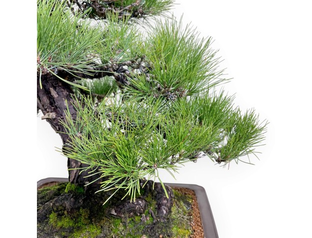Pinus thunbergii bonsai 97 cm|Rechthoekige ongeglazuurde pot 2