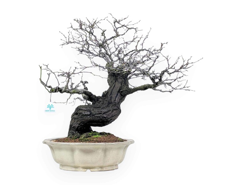 Celastrus Bonsai von 57 cm | Creme lotusblumen topf