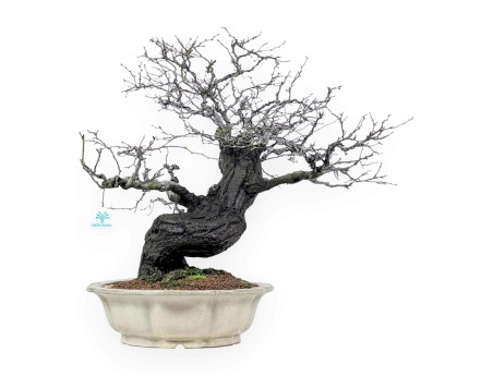 Celastrus bonsai de 57cm | Pot forme de fleur de lotus crème