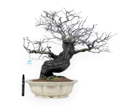 Bonsai di Celastrus da 57 cm | Vaso a fiore di loto crema