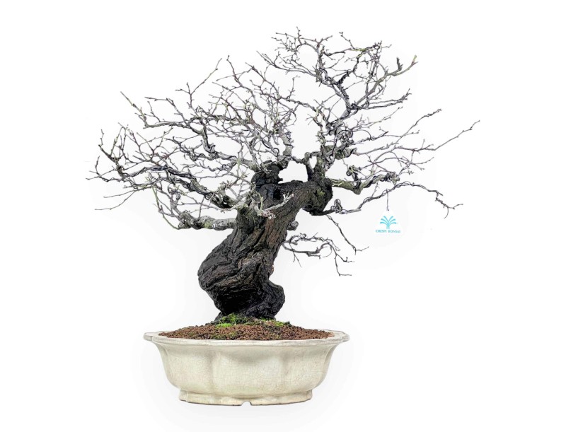 Bonsai di Celastrus da 57 cm | Vaso a fiore di loto crema