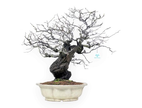 Celastrus bonsai 57 cm | Cream lotus flower pot
