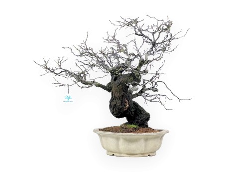 Celastrus bonsai 57 cm | Cream lotus flower pot