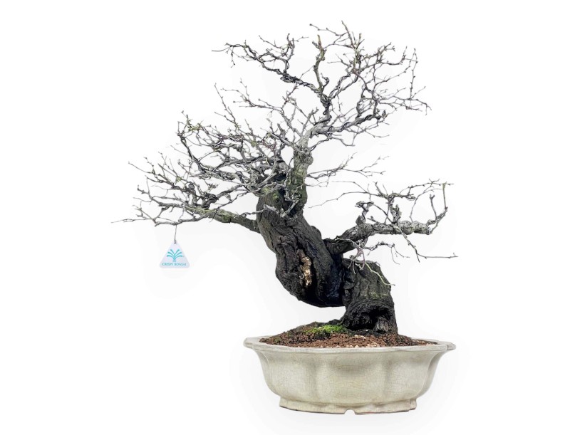 Celastrus bonsai de 57cm | Pot forme de fleur de lotus crème