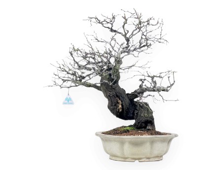 Celastrus bonsai de 57cm | Pot forme de fleur de lotus crème