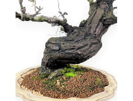 Bonsái de Celastrus de 57 cm | Maceta en forma de flor de loto crema