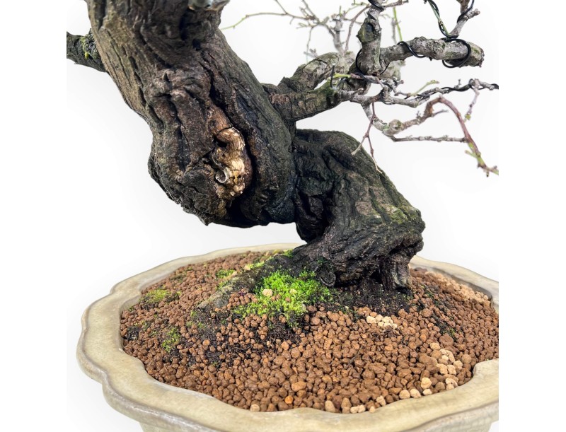 Celastrus Bonsai von 57 cm | Creme lotusblumen topf