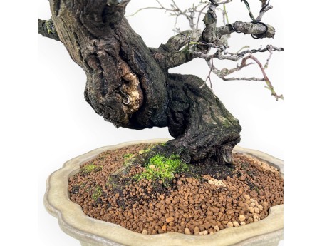 Celastrus bonsai 57 cm | Cream lotus flower pot