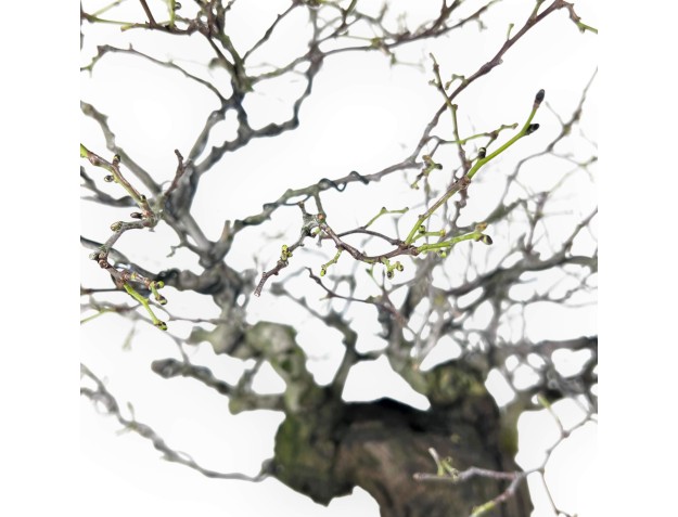 Celastrus Bonsai von 57 cm | Creme lotusblumen topf 2