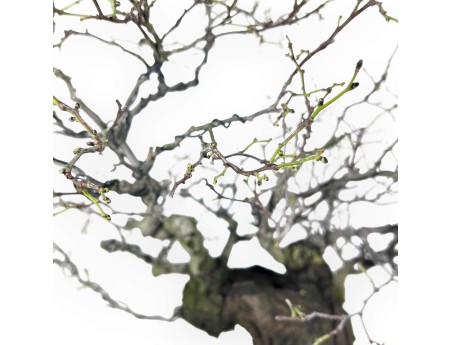 Bonsai di Celastrus da 57 cm | Vaso a fiore di loto crema