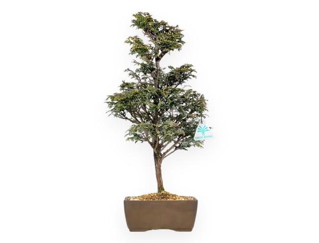Chamaecyparis Obtusa - False Cypress - 46 cm