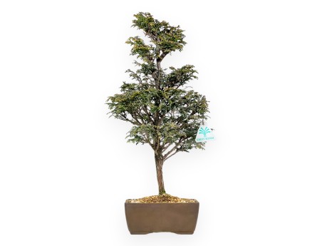 Chamaecyparis Obtusa - Falso ciprés - 46 cm