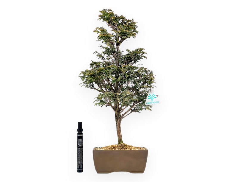 Chamaecyparis Obtusa - Valse cipres - 46 cm