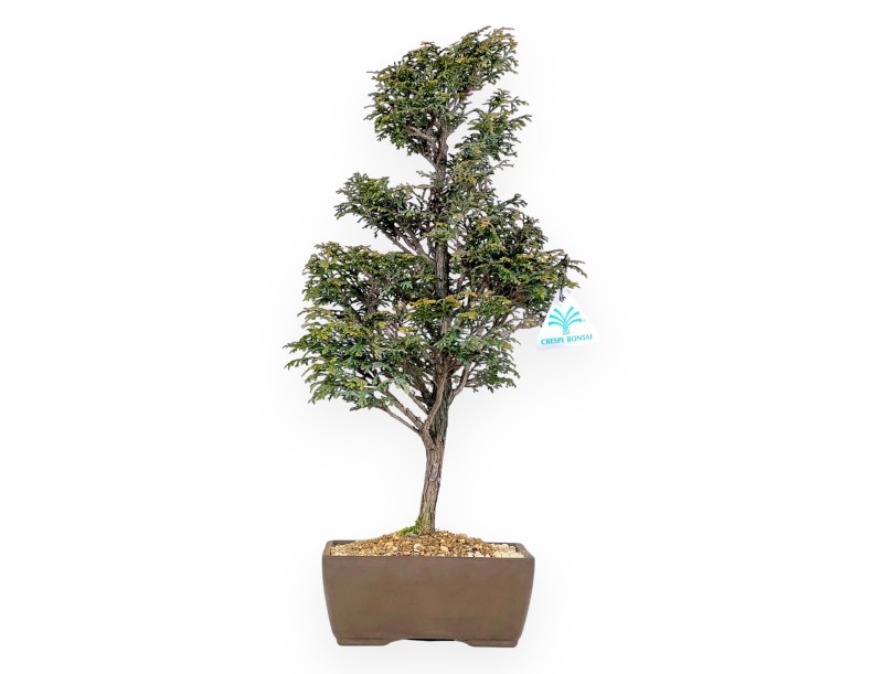 Chamaecyparis Obtusa - Faux Cyprès - 46 cm
