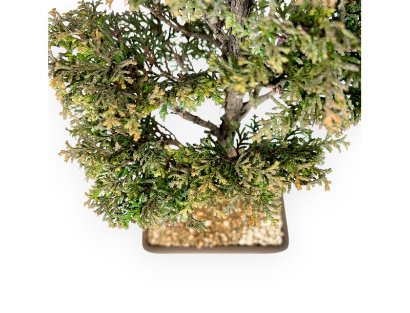 Chamaecyparis Obtusa - Valse cipres - 46 cm