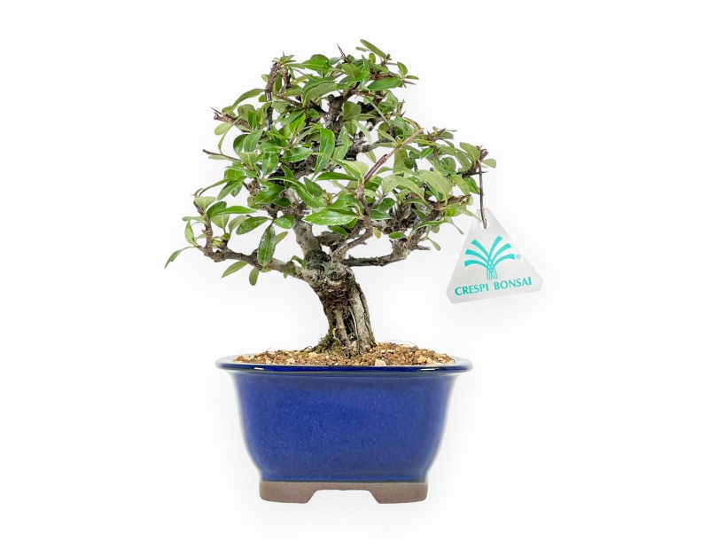 Firethorn - 22 cm