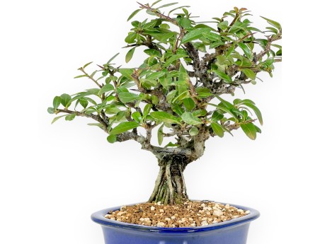 Firethorn - 22 cm