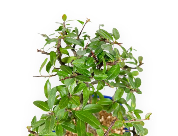 Pyracantha - 22 cm 2