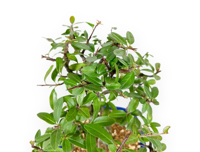 Firethorn - 22 cm