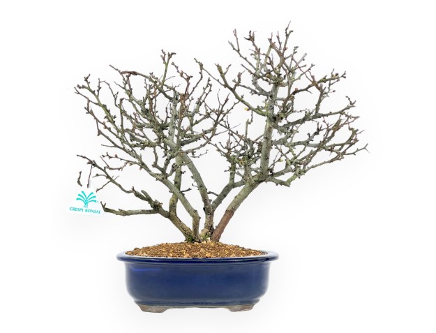 Chaenomeles Chojubai - Kweepeer - 37 cm