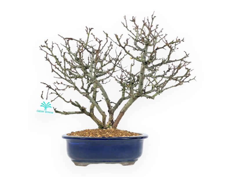 Chaenomeles Chojubai - Quince - 37 cm