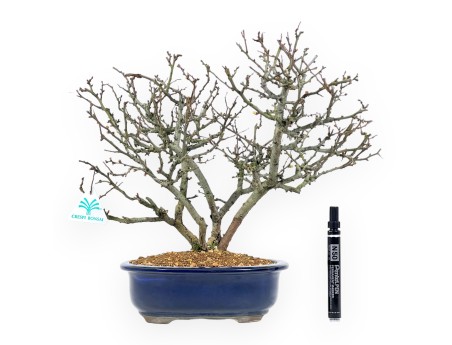 Chaenomeles Chojubai - Membrillo - 37 cm