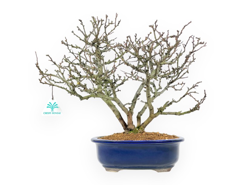 Chaenomeles Chojubai - Quitte - 37 cm