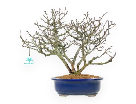 Chaenomeles Chojubai - Quitte - 37 cm