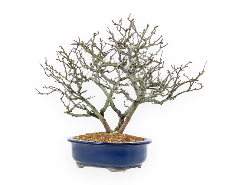 Chaenomeles Chojubai - Coing - 37 cm