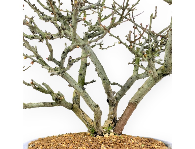 Chaenomeles Chojubai - Coing - 37 cm