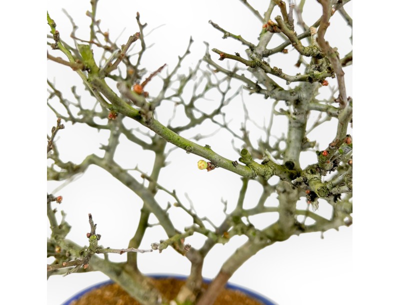 Chaenomeles Chojubai - Cotogno - 37 cm