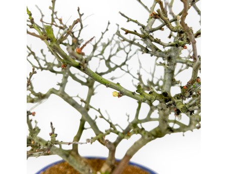 Chaenomeles Chojubai - Cotogno - 37 cm