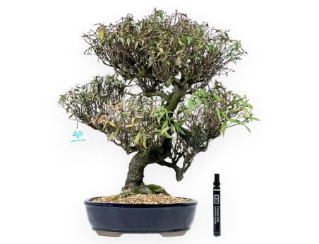 Trachelospermum asiaticum - 54 cm