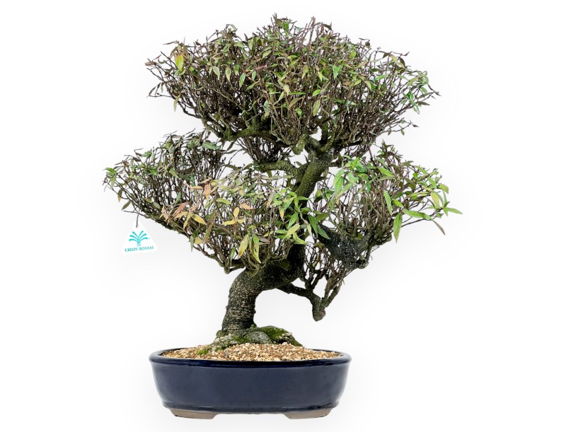 Trachelospermum asiaticum - 54 cm