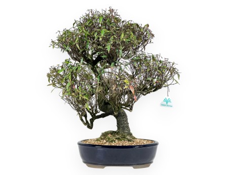 Trachelospermum asiaticum - 54 cm