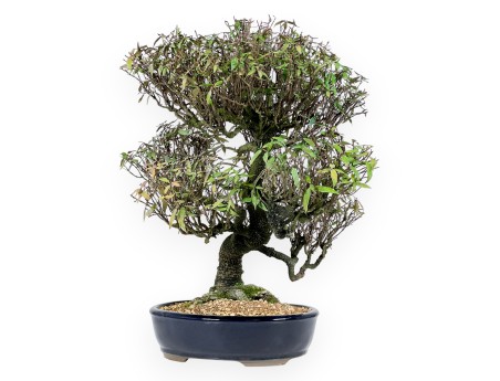 Trachelospermum asiaticum - 54 cm