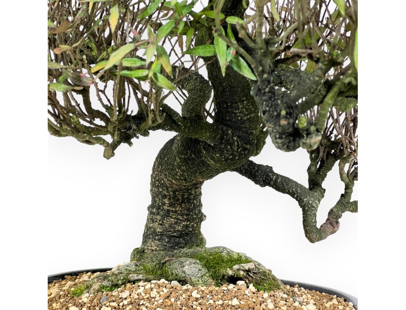 Trachelospermum asiaticum - 54 cm