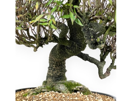 Trachelospermum asiaticum - 54 cm