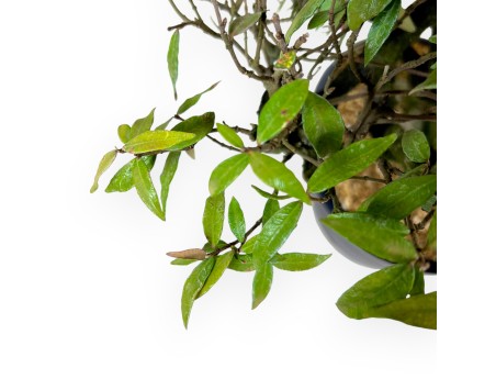 Trachelospermum asiaticum - 54 cm