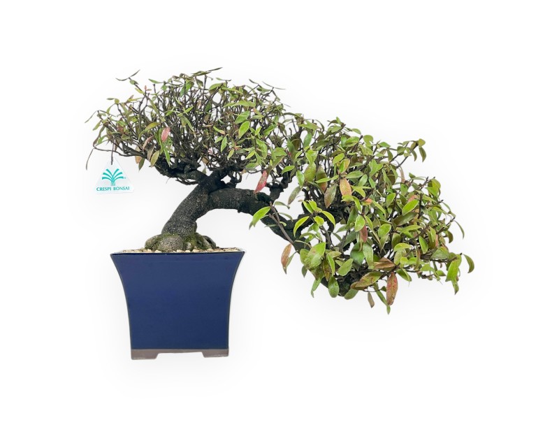 Trachelospermum Asiaticum - Oriental Jasmine - 38 cm