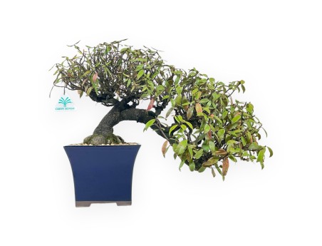 Trachelospermum Asiaticum - Jazmín oriental - 38 cm