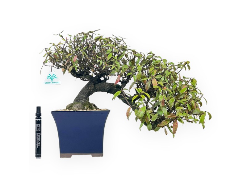 Trachelospermum Asiaticum - Orientalischer Jasmin - 38 cm