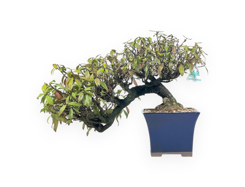 Trachelospermum Asiaticum - Oriental Jasmine - 38 cm