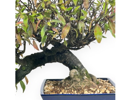 Trachelospermum Asiaticum - Oosterse Jasmijn - 38 cm