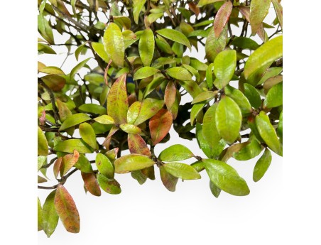 Trachelospermum Asiaticum - Gelsomino Orientale - 38 cm