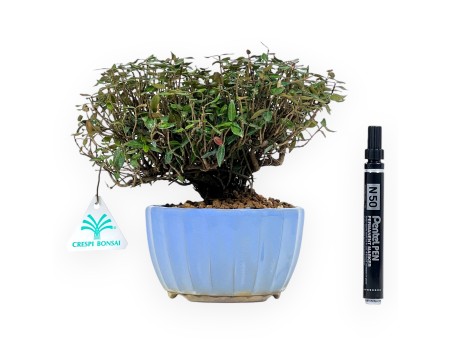 Trachelospermum bonsai 20 cm | Geëmailleerde ronde pot