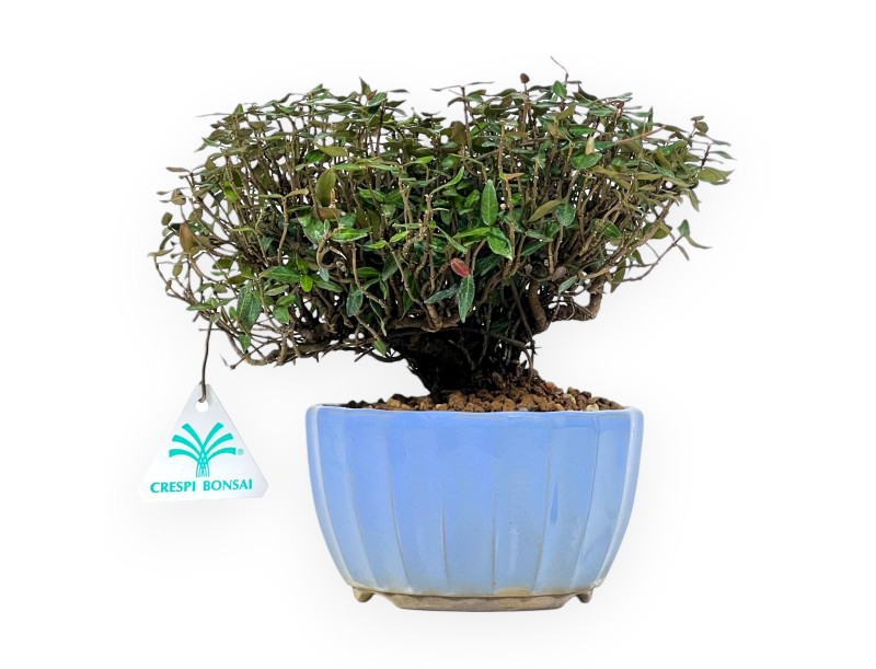 Trachelospermum bonsai 20 cm | Enamelled round pot