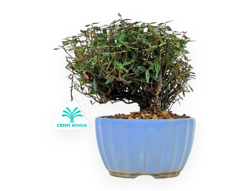 Trachelospermum bonsai 20 cm | Pot rond émaillé