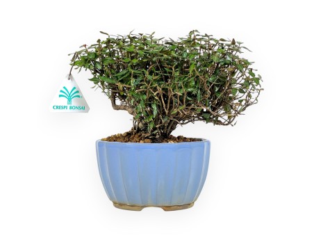 Trachelospermum bonsai 20 cm | Pot rond émaillé