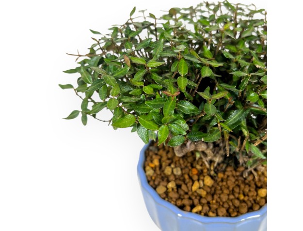 Trachelospermum bonsai 20 cm | Geëmailleerde ronde pot 2